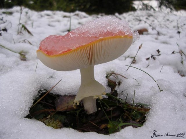 amanita muscaria